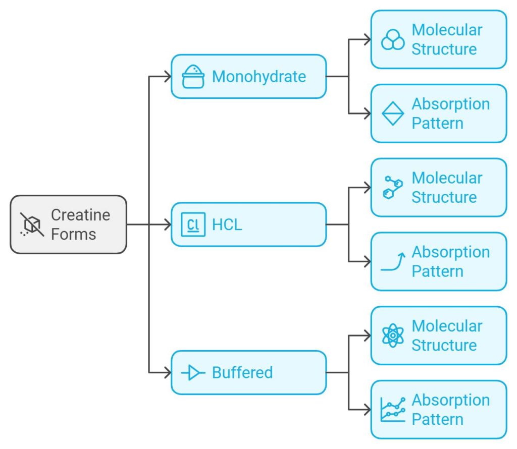 Different Forms of Creatine