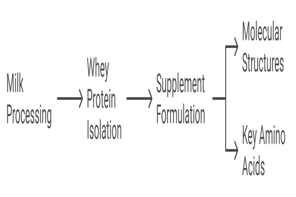 Understanding Whey Protein