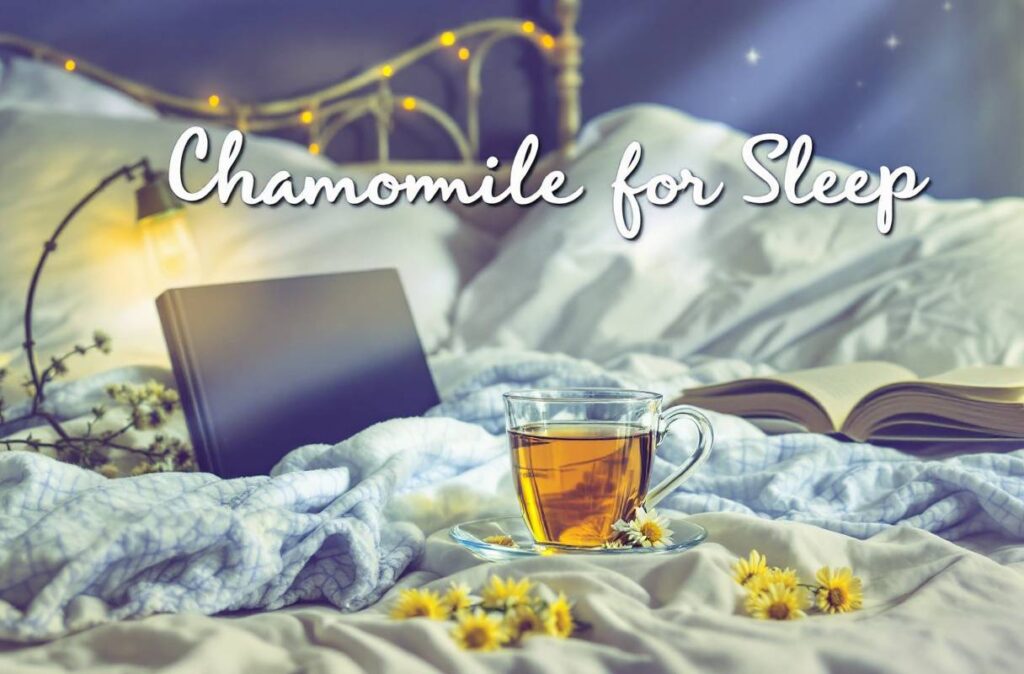 chamomile for Better Sleep